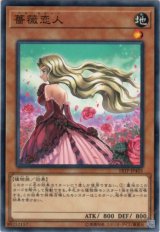 画像: 【ノーマル】薔薇恋人