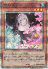 画像: 【25thシク】儚無みずき(新)