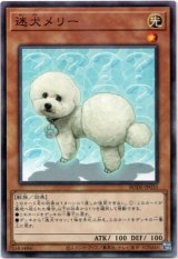 画像: 【ノーマルレア】迷犬メリー