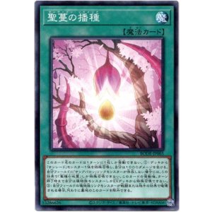 画像: 【ノーマル】聖蔓の播種