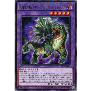 画像: 【レア】捕食植物アンブロメリドゥス