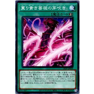 画像: 【ノーマル】薫り貴き薔薇の芽吹き