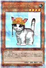 画像: 【25thシク】レスキューキャット